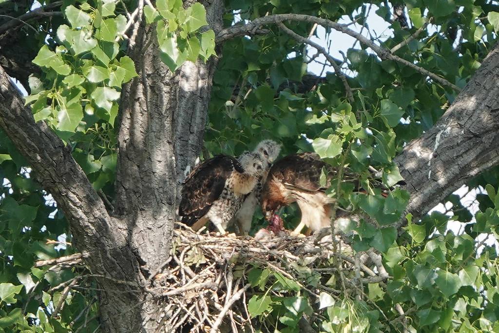 Red-Tailed Hawk Tearing Prey for Chicks by nature80020 is licensed under CC BY 2.0.